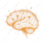 Mind Glow™ — Lion’s Mane + Niacin Brain Support - Image 8